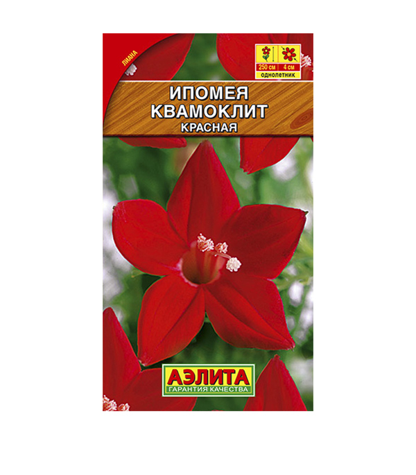 Ипомея Квамоклит Фото