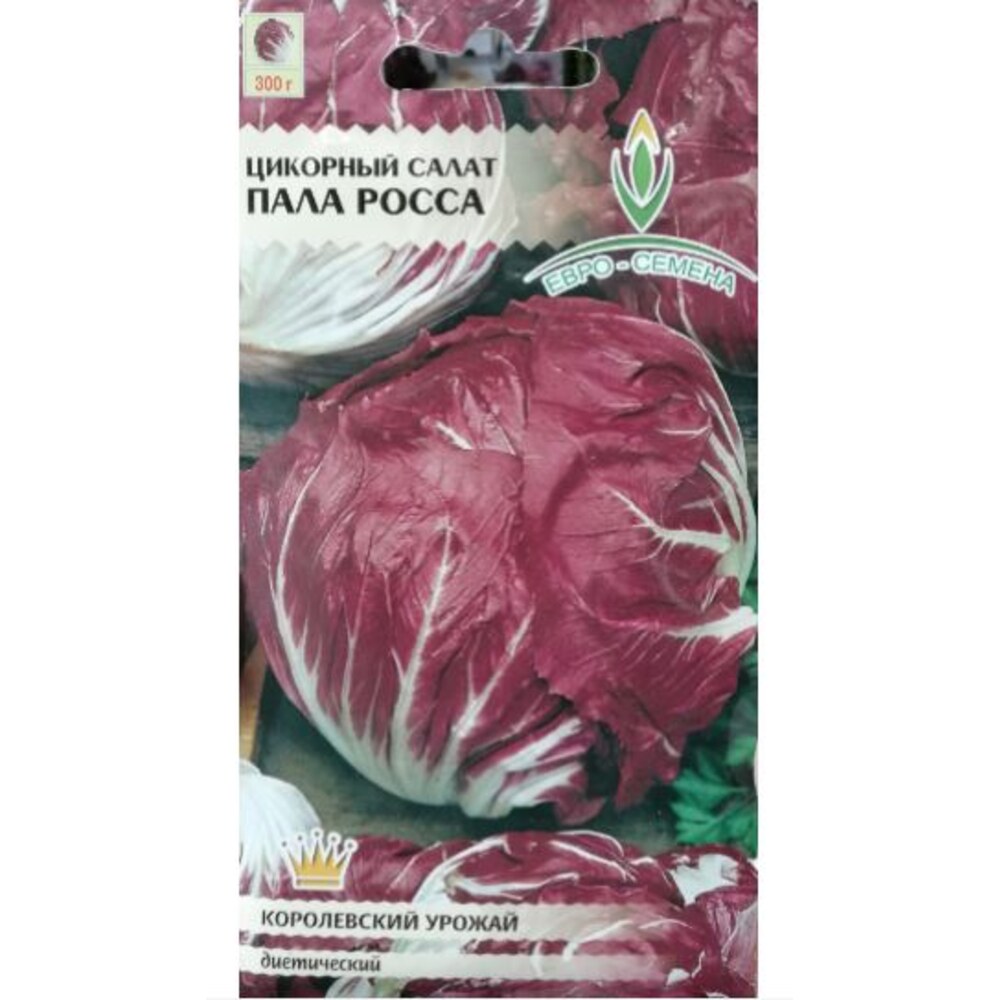 Салат пала росса. Цикорный пала Росса. Салат цикорный семена. Салат цикорный пала Росса. Салат цикорный фото.