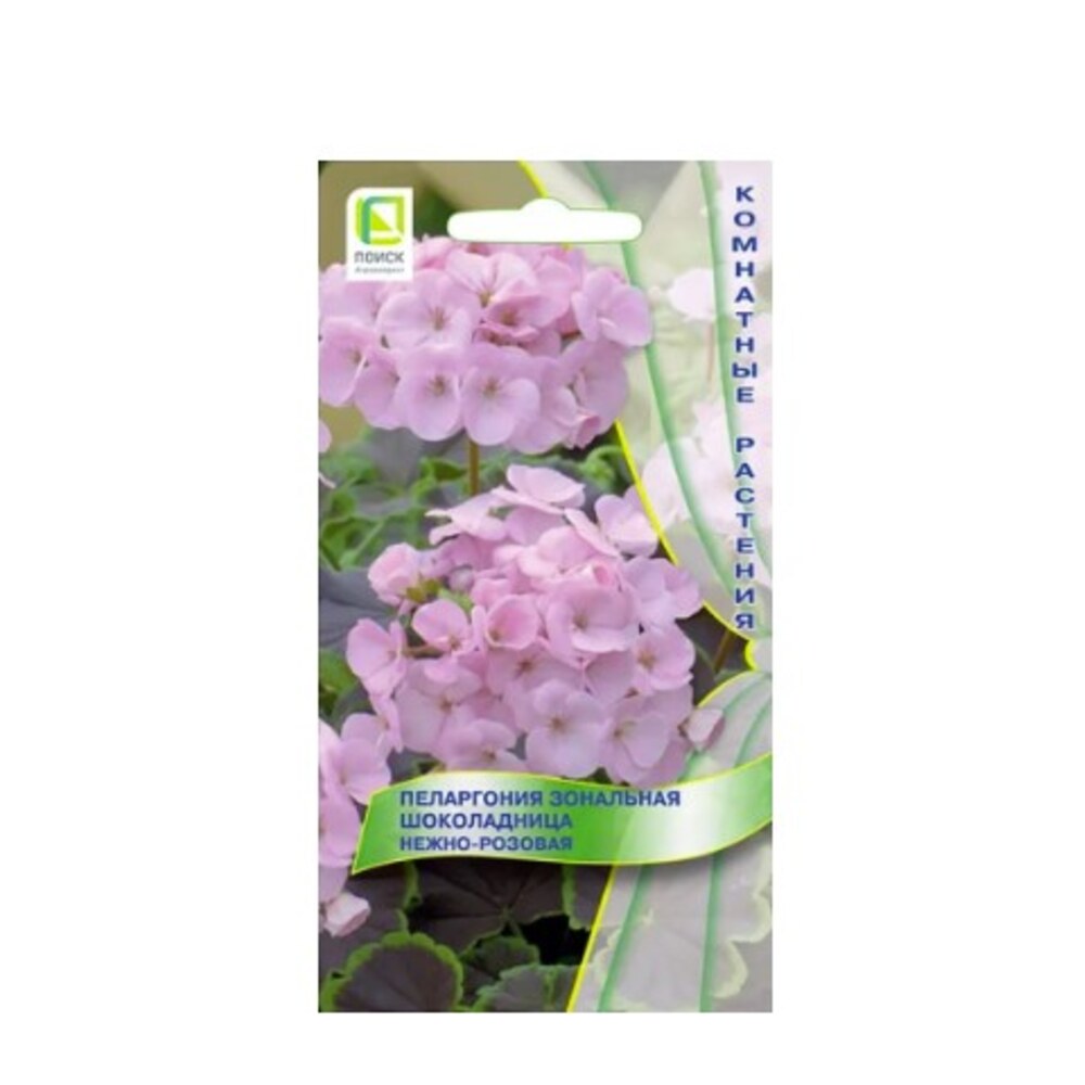 пеларгония зональная шоколадница