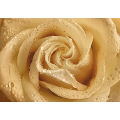Фотообои 1,94х1,36 м Утренняя роза