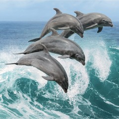 Фотообои 2,7х2,7 м Flizelini Дельфины (5023-3F)