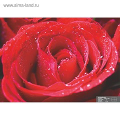 Фотообои 2,1х1,4 м К-004 Симфония Фламенко