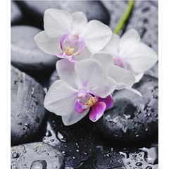 Фотообои 1,4х2 м К-095 Симфония Белая орхидея
