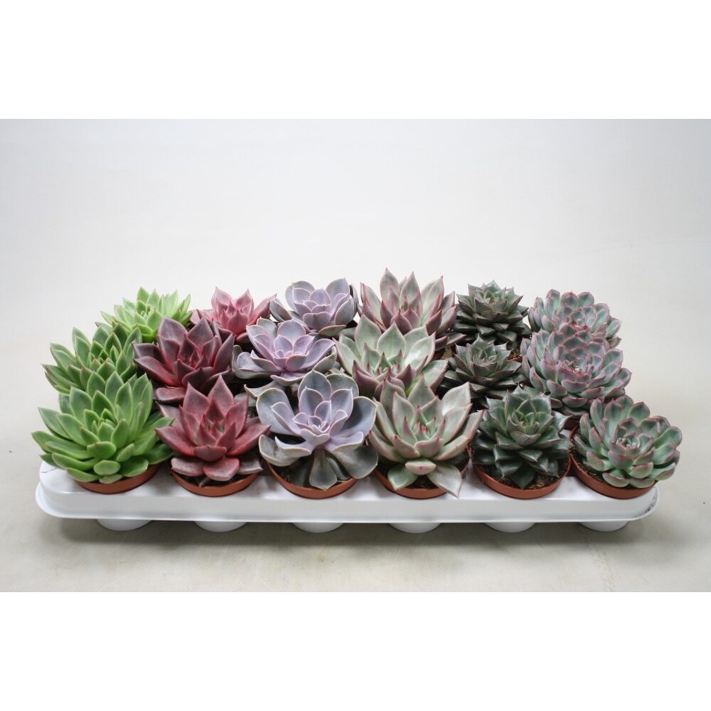 Эхеверия микс d5 — купить в Петровиче в Санкт-Петербурге: цена за штуку ...