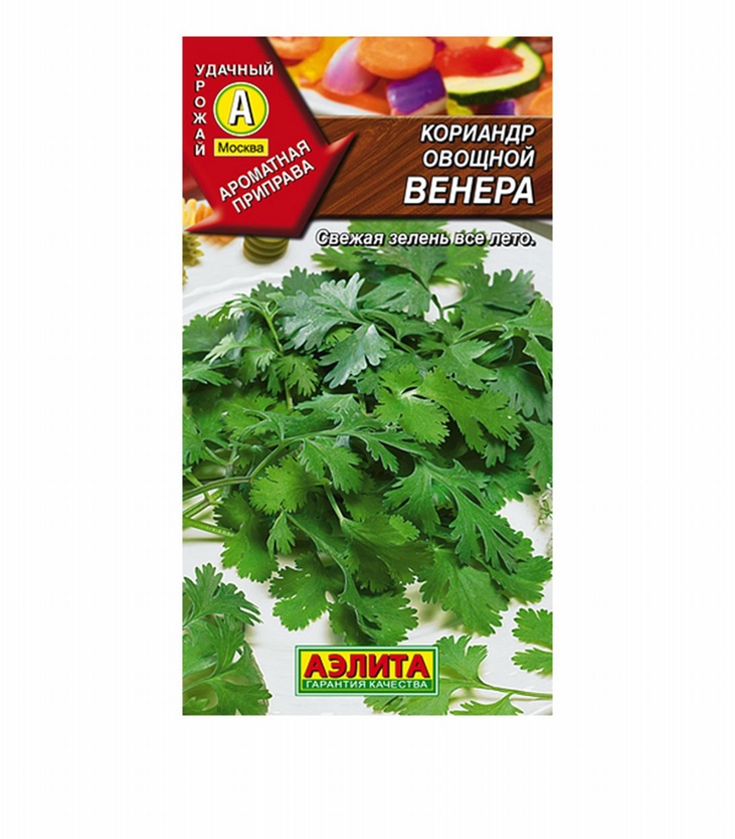 Кориандр овощной венера фото