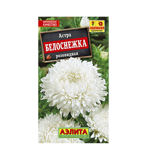 

Астра Белоснежка Аэлита
